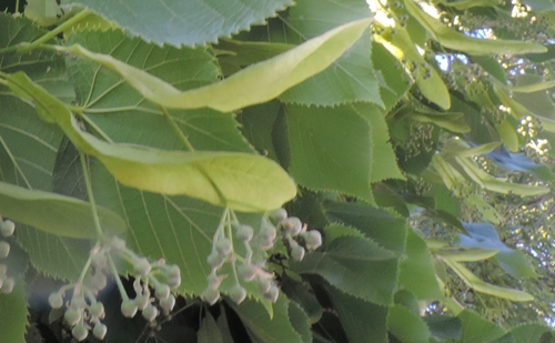 Albero
